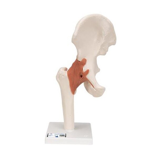 Functional Hip Joint Anatomical Mod