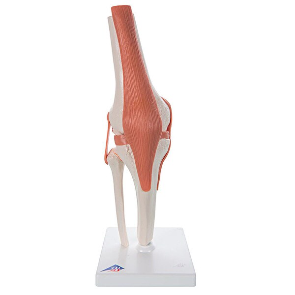 Functional Knee Joint Anatomical Mo