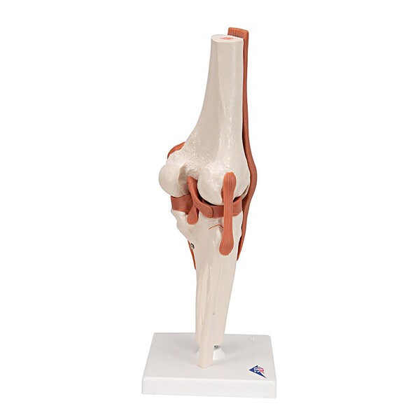 Functional Knee Joint Anatomical Mo