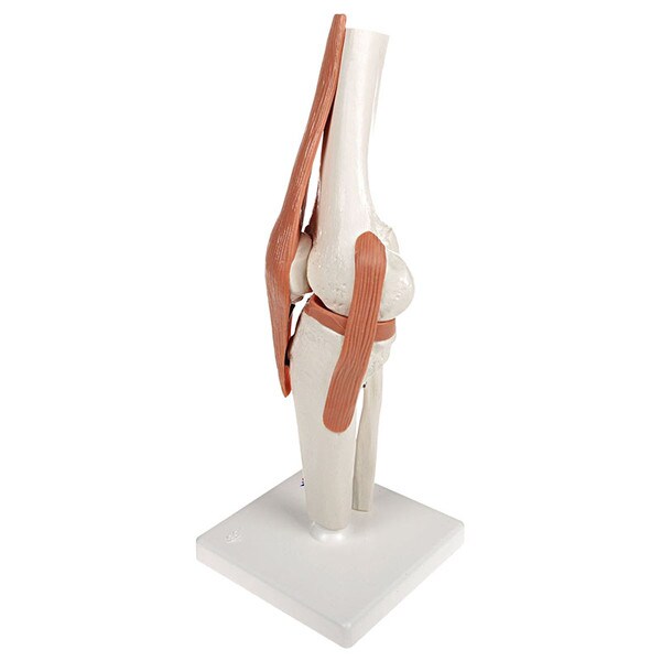 Functional Knee Joint Anatomical Mo