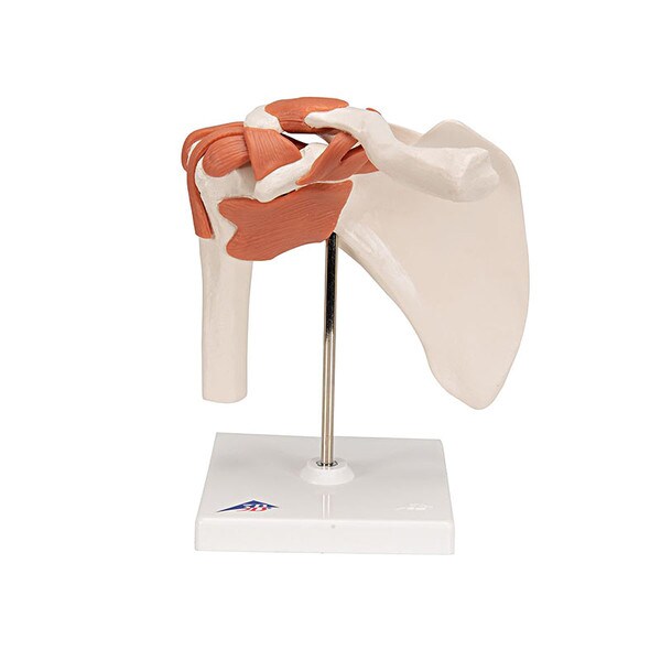 Functional Shoulder Joint Anatomica