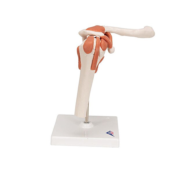Functional Shoulder Joint Anatomica