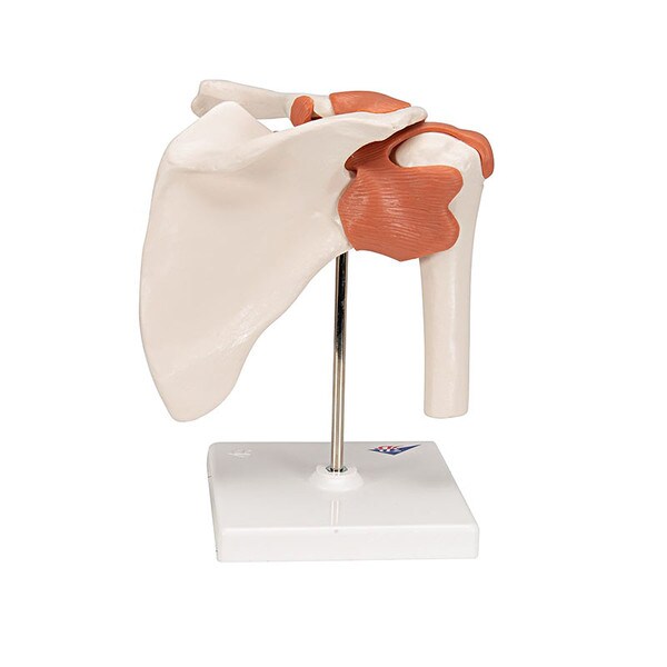 Functional Shoulder Joint Anatomica