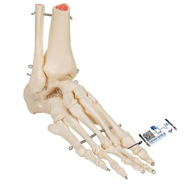 Plastic Foot Anatomical Model - Wir