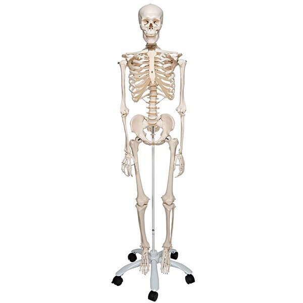 Standard Human Skeleton Anatomical Model | SME, Inc. USA