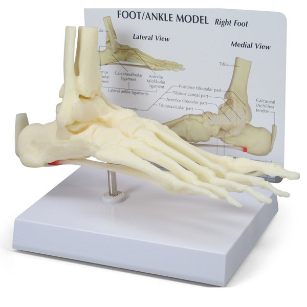 Foot/Ankle Model
