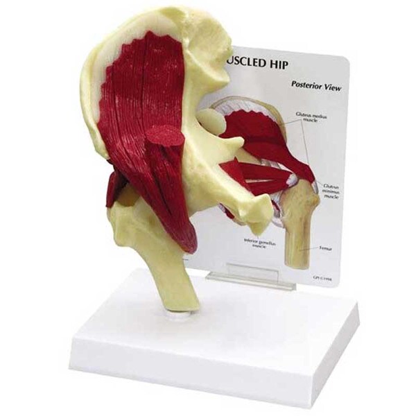 Muscled Hip Model