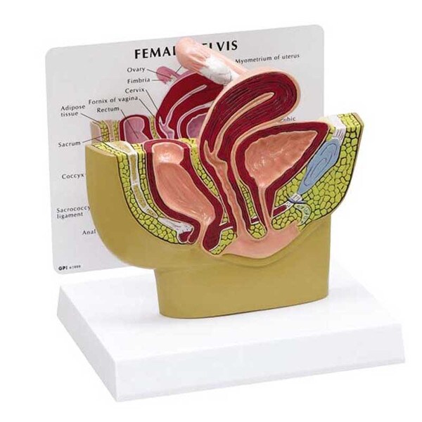 Female Pelvis Model
