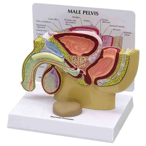 Male Pelvis w/Prostate Model
