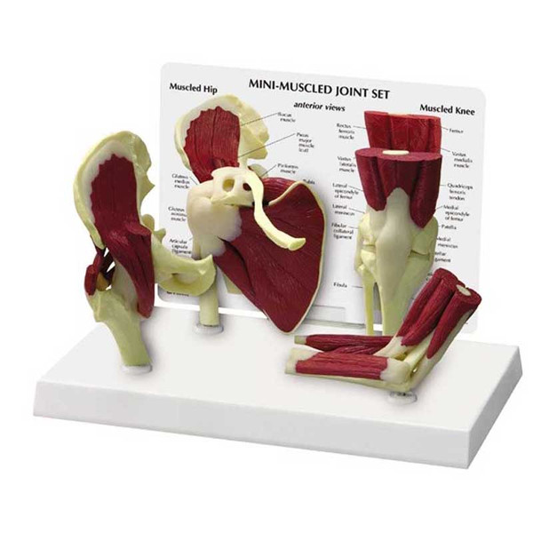 Mini-Muscled Joint Set
