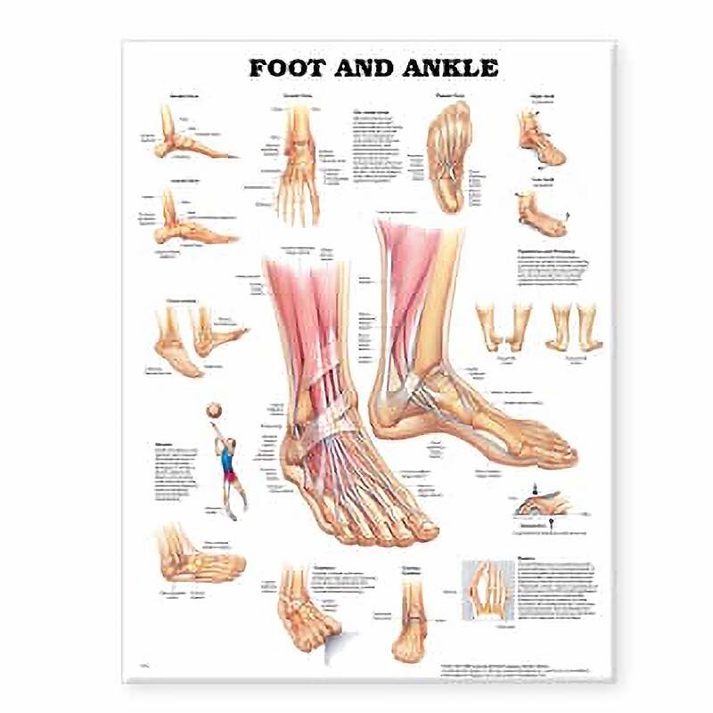 Styrene Foot & Ankle Chart | SME, Inc. USA