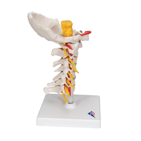 Cervical Human Spinal Column Model