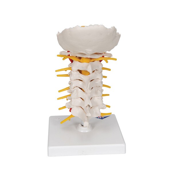 Cervical Human Spinal Column Model