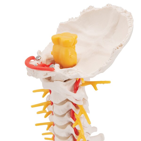 Cervical Human Spinal Column Model