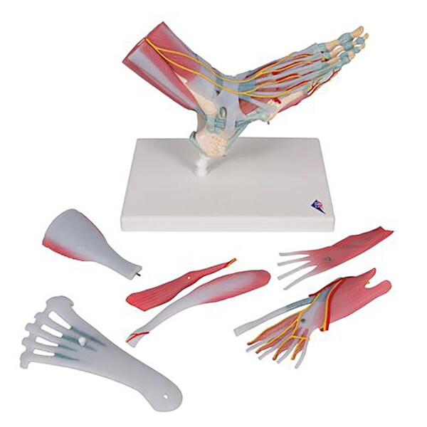 Foot Skeleton Model American 3B