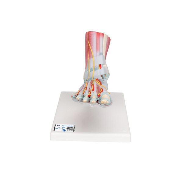 Foot Skeleton Model 3B Scientific