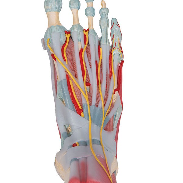 Foot Skeleton Model 3B Scientific