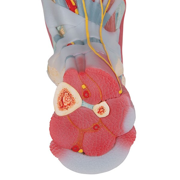 Foot Skeleton Model 3B Scientific